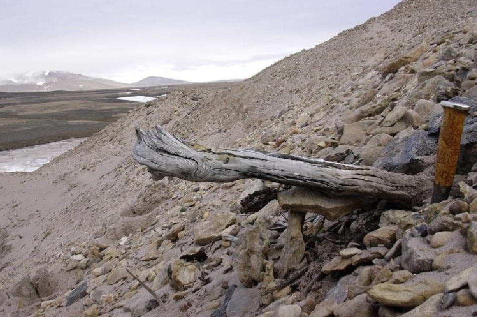 This undated handout photo received on Dec. 6, 2022 shows a 2 million-year-old trunk from a larch tree still stuck in the permafrost within the coastal deposits. The tree was carried to the sea by the rivers that eroded the former forested landscape at the Kap Kobenhavn geological formation in northern Greenland, Denmark. Two-million-year-old DNA, the oldest ever extracted, has been unearthed from Ice Age sediments in Greenland, a discovery that opens a new chapter for paleogenetics, scientists announced on Dec. 7, 2022. Handout