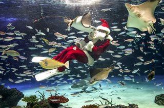 Santa diver in Tokyo aquarium show