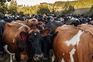 N. Zealand's amended cow burp tax plans still stink, say farmers
