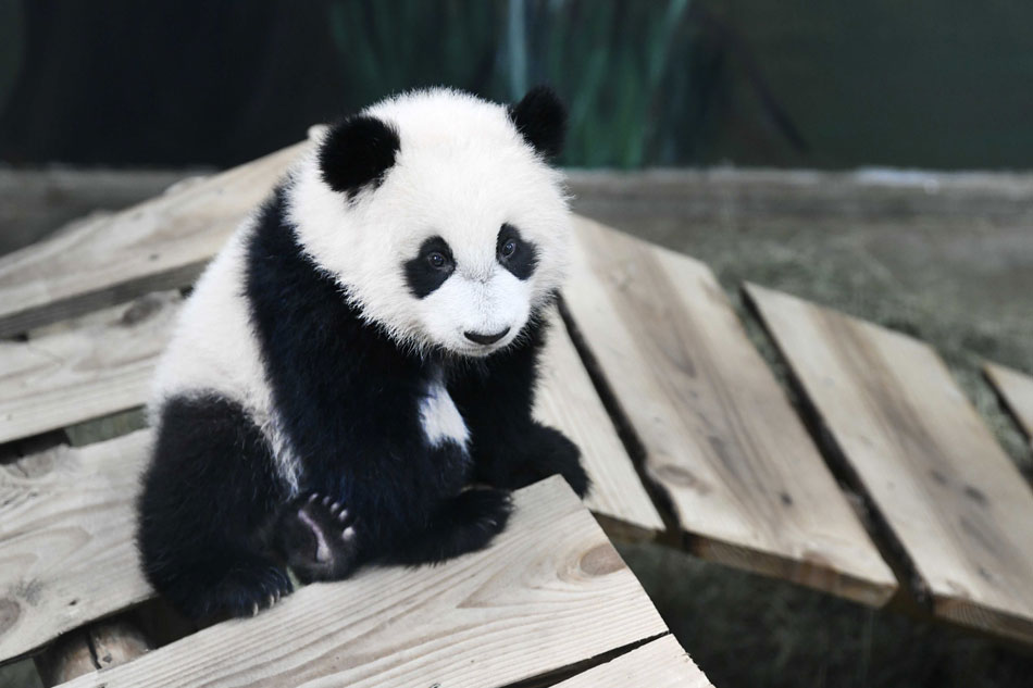  Fan Xing enters his indoor enclosure in Ouwehands Zoo in Rhenen, The Netherlands, Nov. 19, 2020. The baby giant panda is the first baby of Wu Wen and Xing Ya, who came to the Netherlands from a panda rescue center in China. Piroschka van de Wouw, EPA-EFE/File 