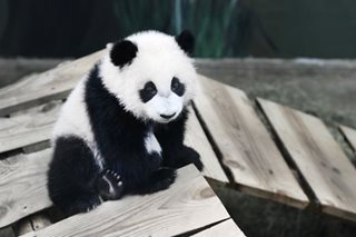 Male panda at Dutch zoo turns out to be female