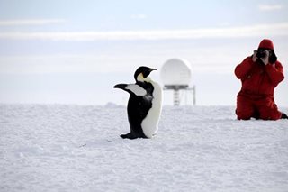 Emperor penguins, reindeer among threatened species: WWF	