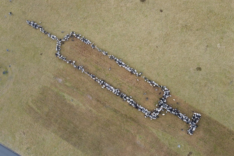 A German shepherd campaigns for COVID-19 vaccinations by forming a giant syringe using 700 sheep and goats in Schneverdingen, south of Hamburg, Germany January 3, 2022. Picture taken with a drone January 3, 2022. Hanspeter Etzold, natuerlichteambuilding.de handout via Reuters