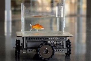 Goldfish, may kakayahang magmaneho? 