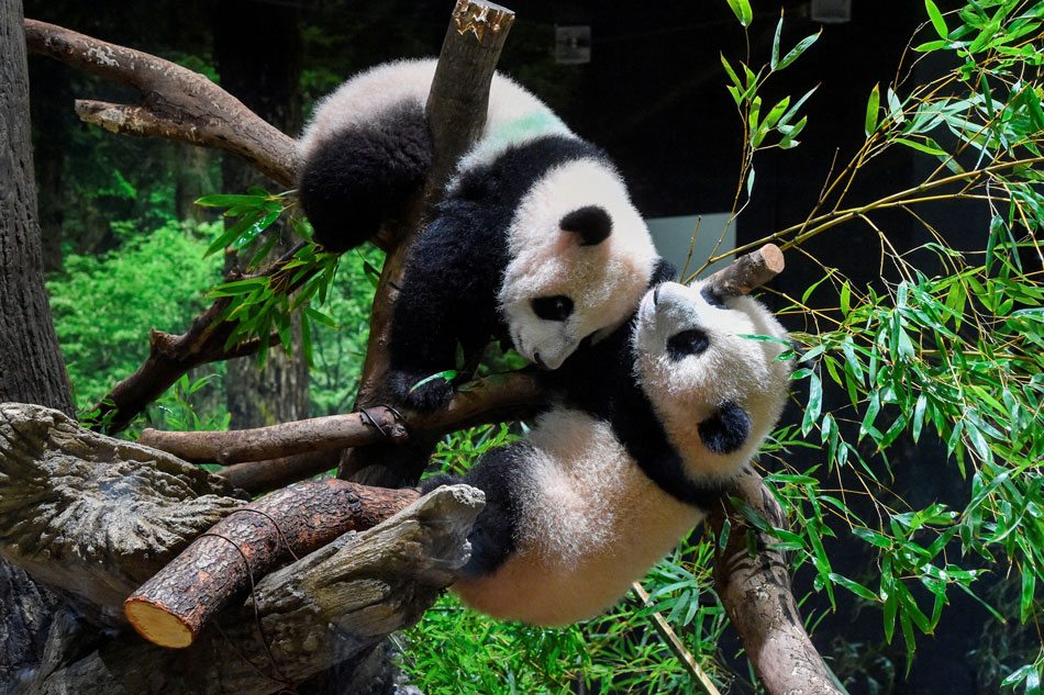 Twin giant panda cubs 