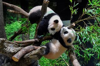 Twin pandas born in Tokyo zoo make public debut