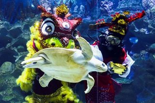 Underwater lion dance ahead of Lunar New Year