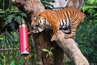 Singapore Zoo welcomes Year of Tiger