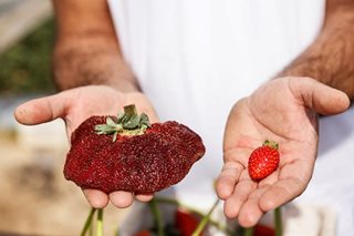 Israeli farmer grows world's heaviest strawberry