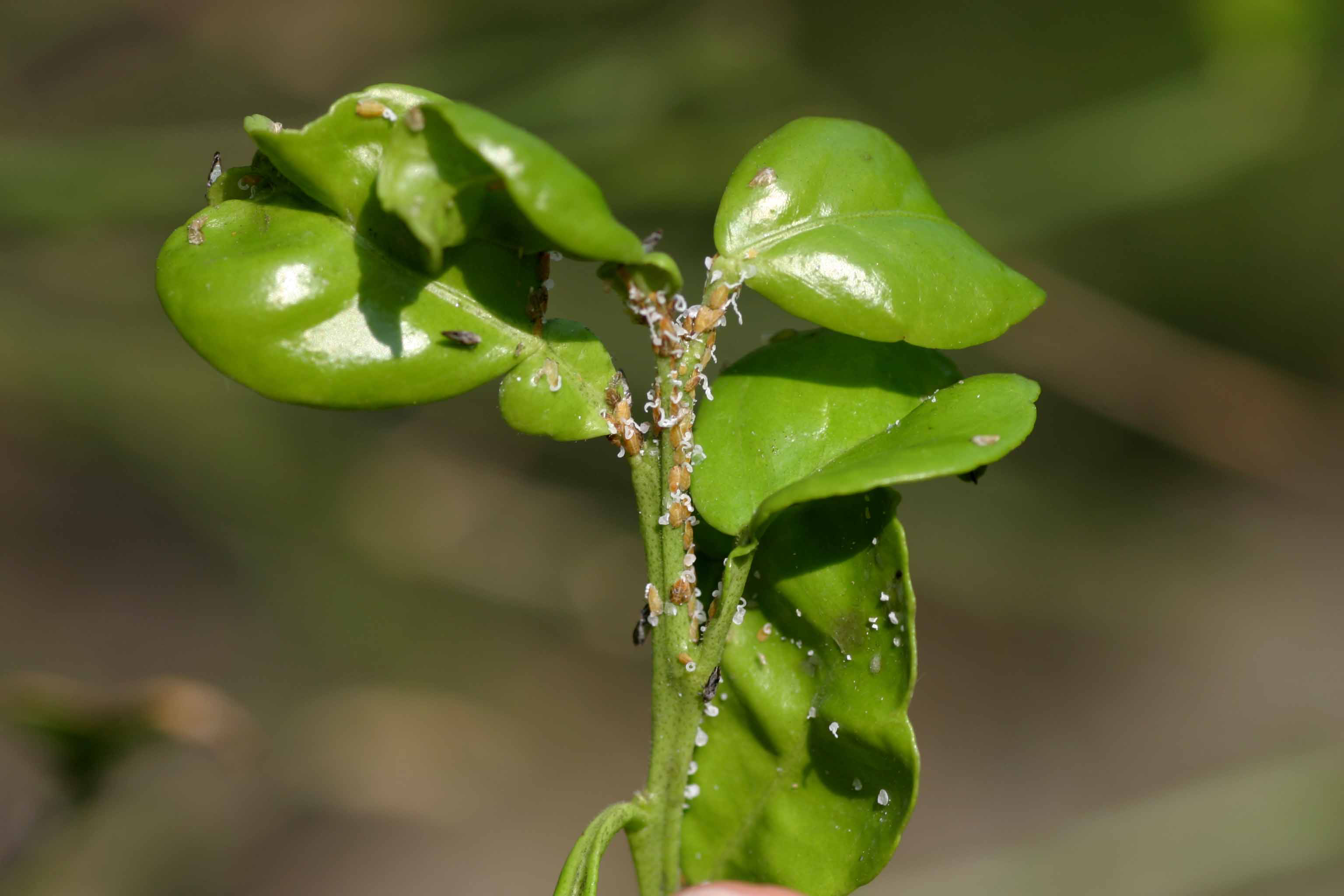 Asian citrus psyllid