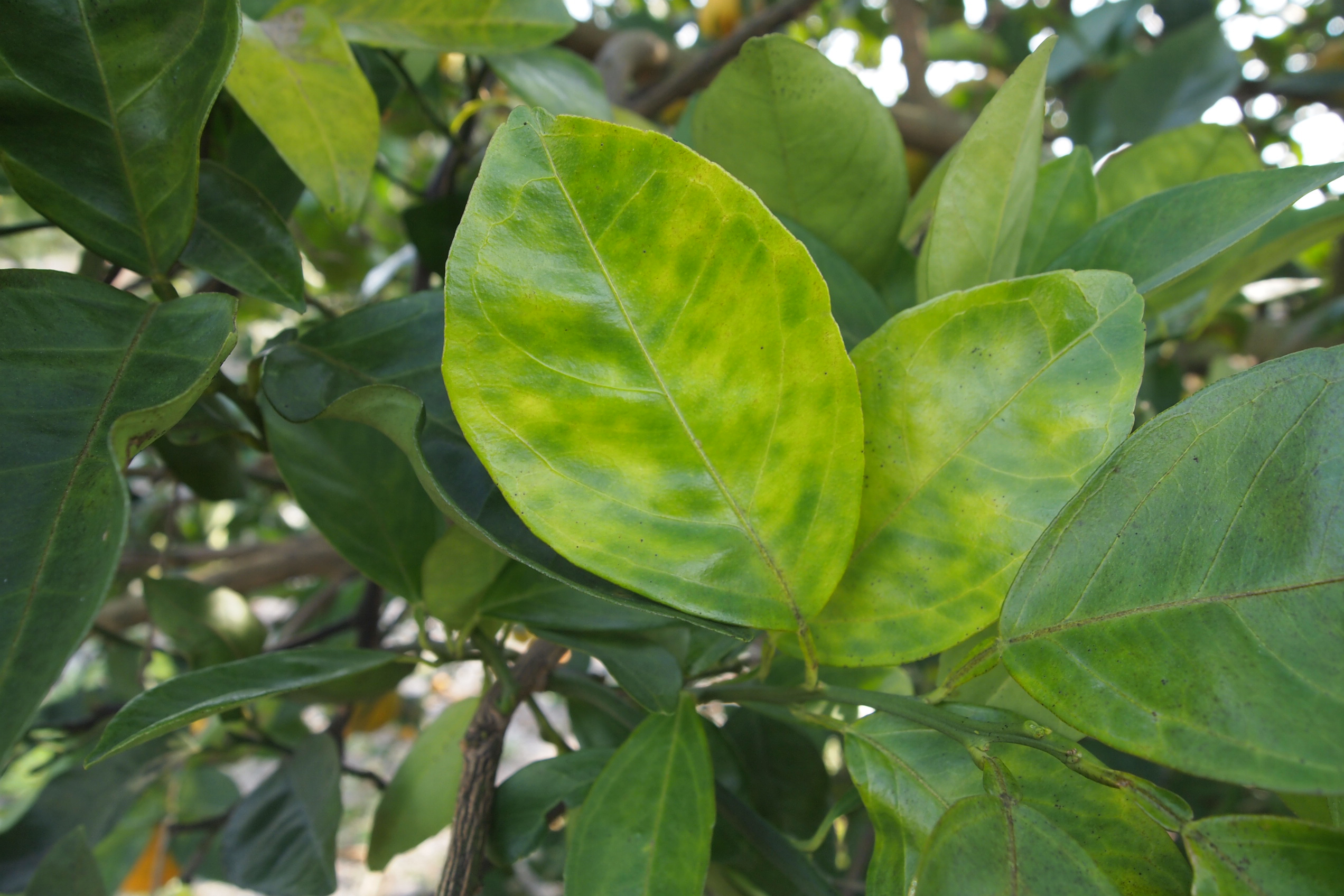 Yellowing leaves