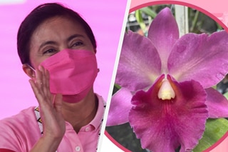 Pink orchid hybrid named after Robredo
