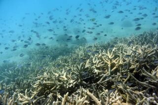 UN weighs listing Great Barrier Reef as 'in danger'