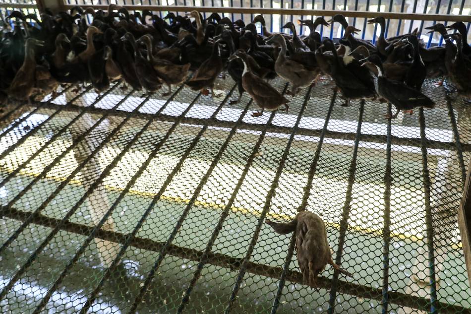 A dead duck at a poultry farm in San Luis, Pampanga on Aug. 15, 2017. Jonathan Cellona, ABS-CBN News/File