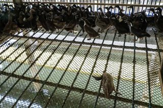 Bird flu outbreak: Will it cause the next pandemic?