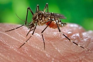 Risk of dengue infection is year-round, specialist says
