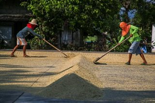 DA's rice price fix: Higher agri budget, bigger buffer stock