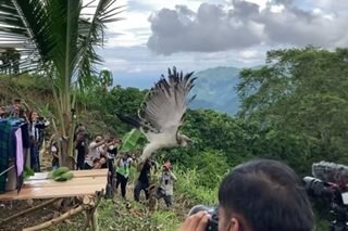 Philippine Eagle, pinakawalan sa Sarangani