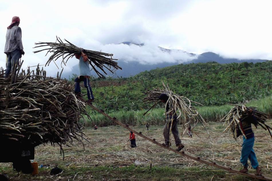 Filipino farmers harvest sugar canes with a backdrop of Mount Kanlaon partly covered by cloud at remote village of Masulog, in the town of Canlaon, Negros island, Nov. 26, 2015. Jo Haresh Tanodra, EPA/File