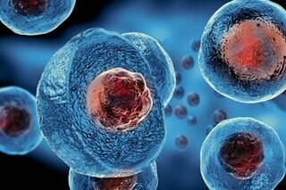 Chinese team claim stem cell breakthrough in mice study