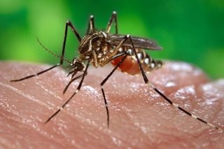 Mga kaso ng dengue sa Eastern Visayas, tumaas ng higit 700%