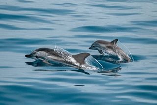 Faroe Islands to limit dolphin hunt quota to 500