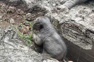 Baby elephant pulled from Thailand manhole