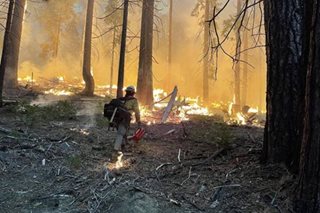 Wildfire threat to Yosemite giant sequoias ‘almost gone’