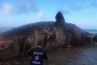 Buto ng sperm whale na nakita sa PH, itatampok sa Davao museum