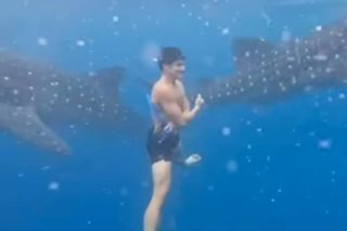 WATCH: Piolo Pascual swims with whale sharks
