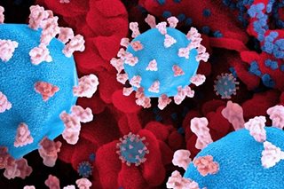 DOH: 901 new cases of omicron subvariants, 2 Delta infections detected