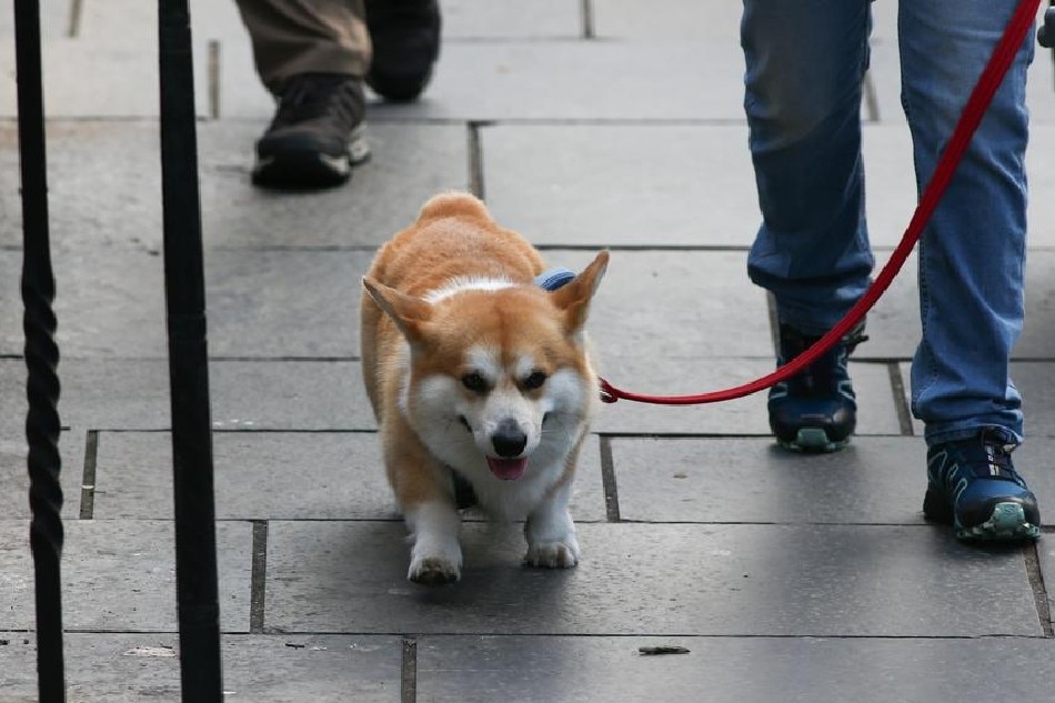 A person walks a Pembroke Welsh Corgi dog in Edinburgh, Scotland, on September 12, 2022. Adam Vaughan, EPA-EFE/file