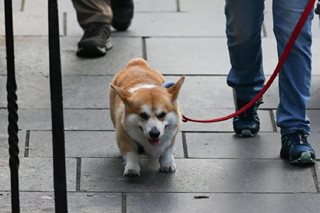 Demand for queen's favorite corgi dogs hits new high