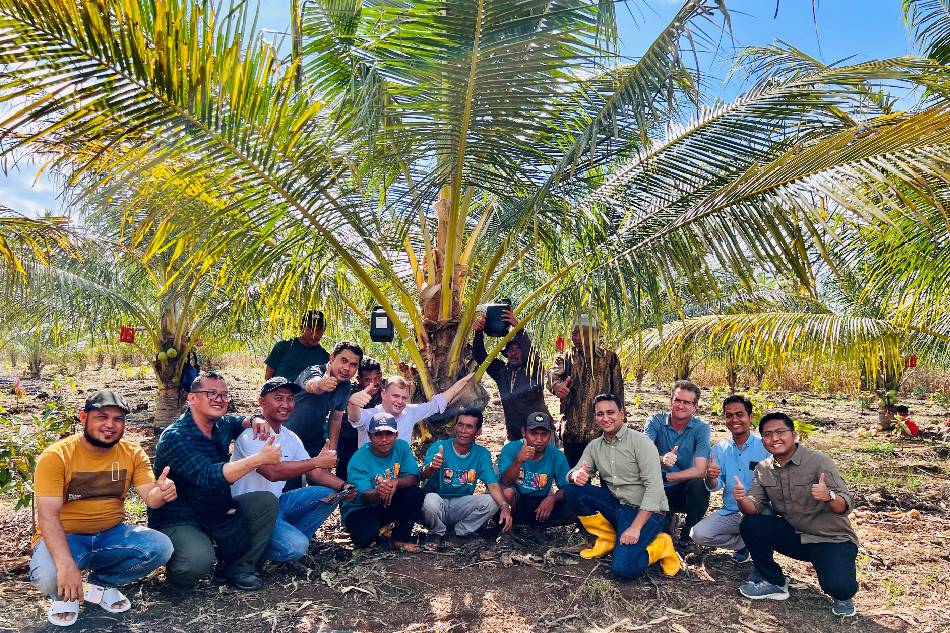 Regenerative Agriculture in action, Unilever works with experts to develop dwarf coconut trees that would provide better yield and promote safer farming practices. Coconut sugar is a key ingredient in Indonesia's beloved Bango. Photo source: Unilever