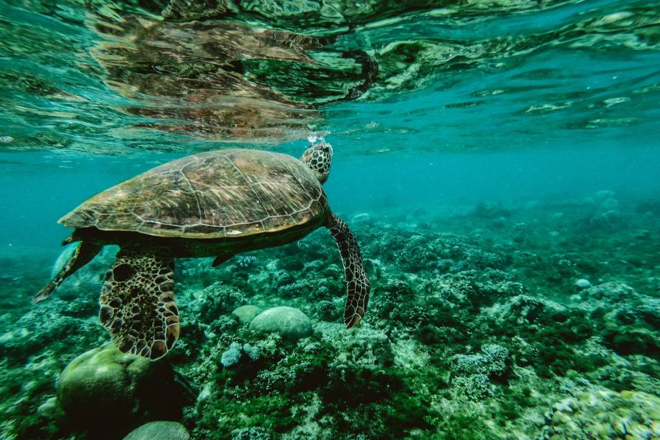 Photo source: Pexels [LINK OUT 'Pexels': https://www.pexels.com/photo/photo-of-a-turtle-swimming-underwater-847393/