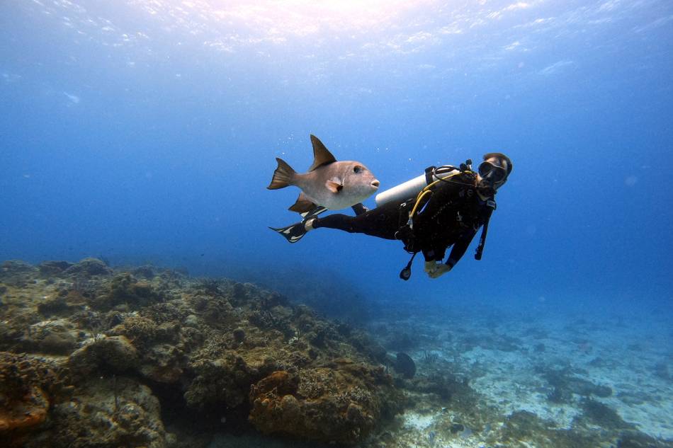 Photo source 'Pexels': https://www.pexels.com/photo/scuba-diver-swimming-with-fish-11481752/] 