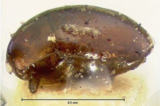Tiny beetle causes 'Christmas Eye' agony in Australia