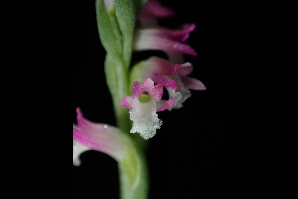 This handout photo taken on May 7, 2018 and released to AFP on March 23, 2023 courtesy of Kenji Suetsugu, lead scientist and phytology professor at Kobe University, shows a 'spiranthes hachijoensis' (Orchidaceae), a new species of orchid, in Ena, Gifu prefecture. Courtesy of Kenji Suetsugu, AFP