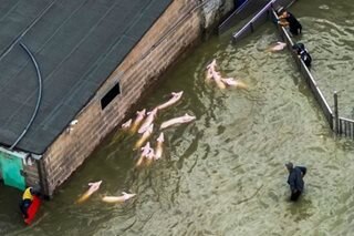 Saving pigs from Italy flooding