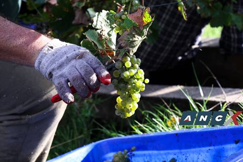 Climate change is improving French wine -- for now