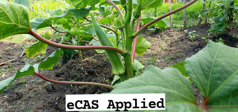  Okra plants bore fruit faster after applying ECAS, Daquioag observed.