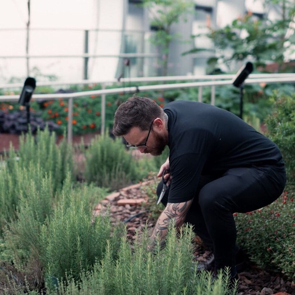 Kaarla executive chef John-Paul Fiechtner harvesting herbs from the 1-Arden Food Forest. Photo from @kaarla.sg on Instagram