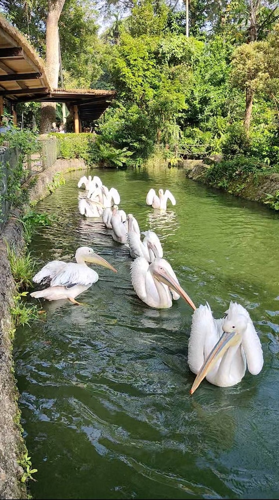 Pelicans enjoying their morning swim 