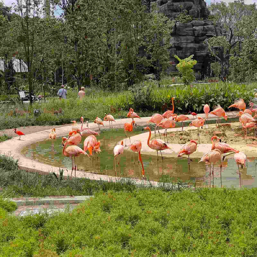 Flamingoes basking at Bird Paradise 