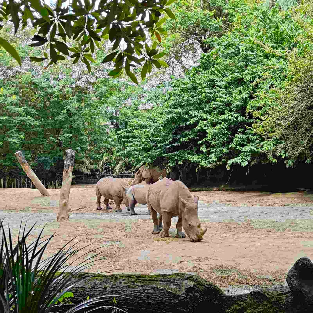 White rhinos at Singapore Zoo