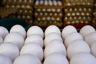 Bayan ng Minalin sa Pampanga, halos wala nang egg production