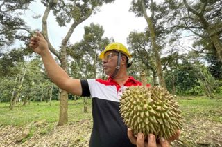 PH seen to earn nearly P8.3-B for Durian exports this year: exec