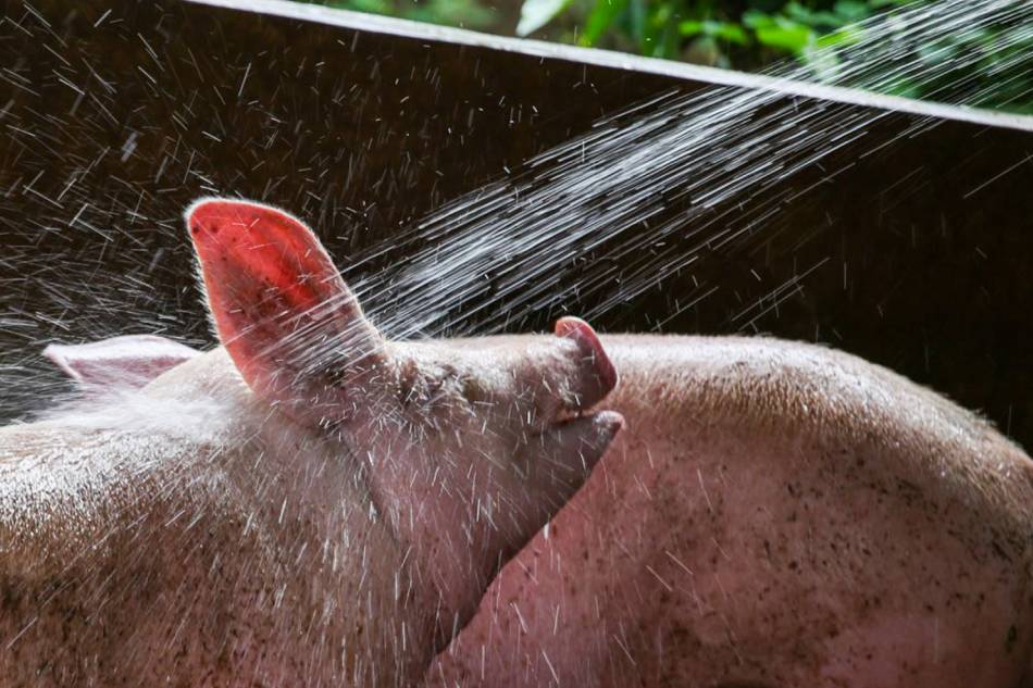 Pigs are hosed down inside a backyard hog raiser’s pen in Malolos Bulacan on September 16, 2019. Jonathan Cellona, ABS-CBN News/File