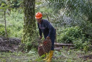Malaysia, Indonesia seek allies in EU deforestation row