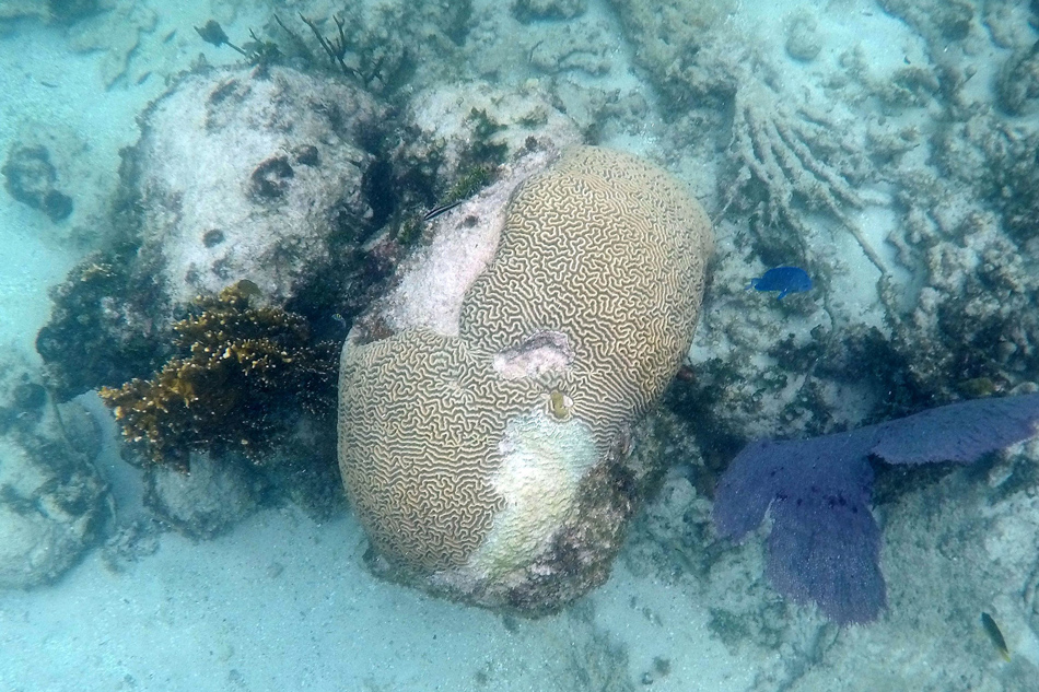 A view of a damaged coral reef off the coast of Isla Contoy, Mexico in this October 9, 2019 file photo. Alfonson Cupul, EPA-EFE